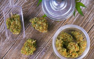 Os efeitos adversos da maconha para a saúde