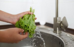 Conheça todas as variedades de alface