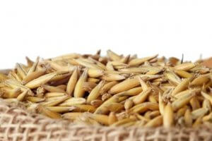 Benefícios da avena sativa para o organismo