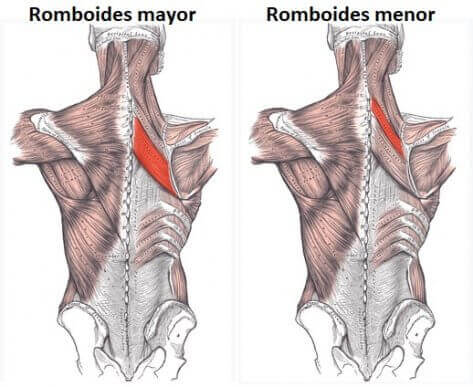 Quais são os músculos romboides