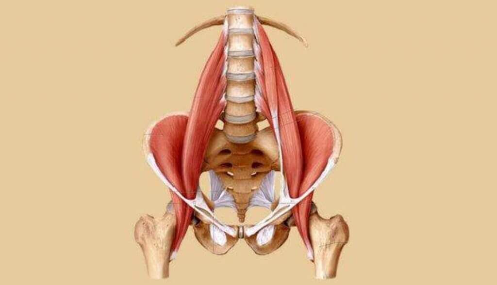Músculo psoas.