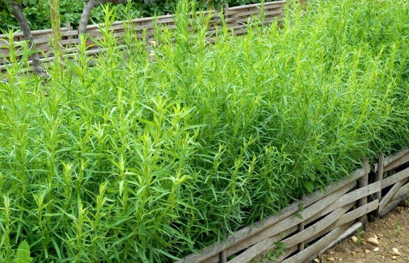 plantacao de estragao