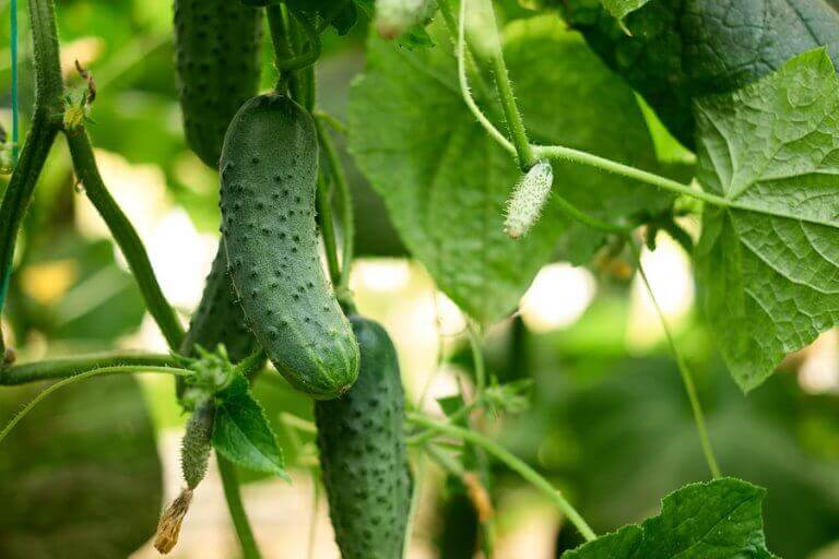 Pé de pepino